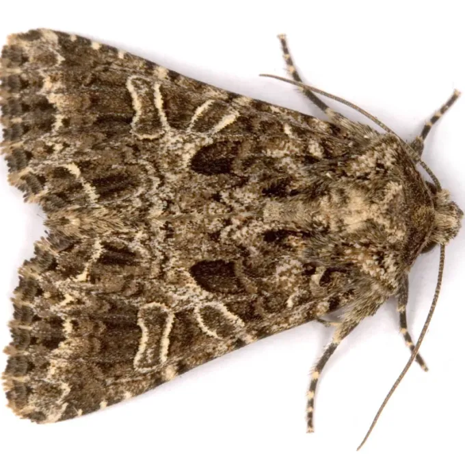 Dianthus moth