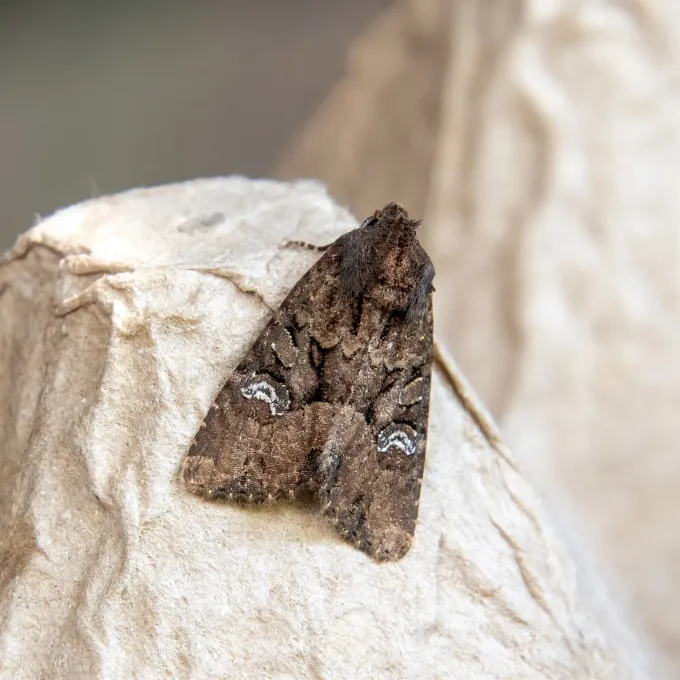 Common Rustic