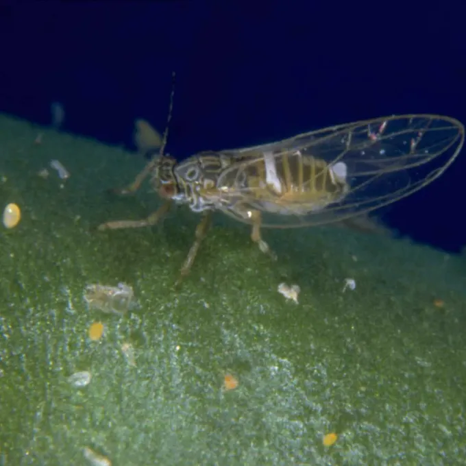 Tomato psyllid