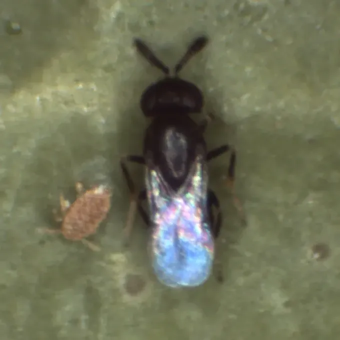Coccidoxenoides perminutus
