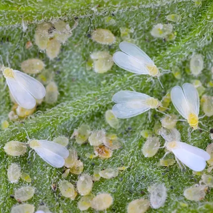 Bicoloured whitefly