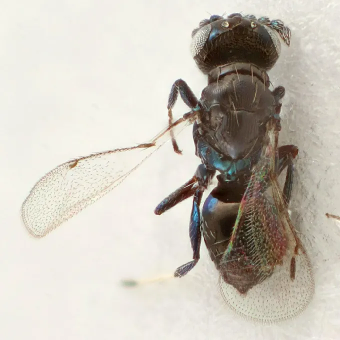 Pediobius bruchicida