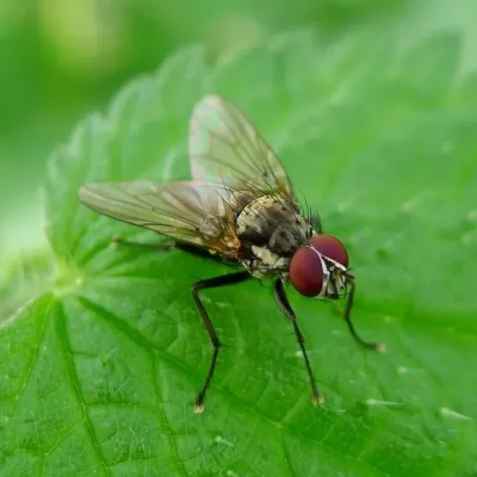 Raspberry cane midge
