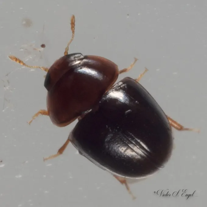 Shining flower beetle