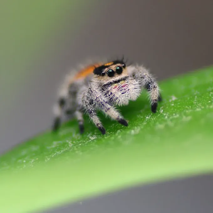 Jumping spider