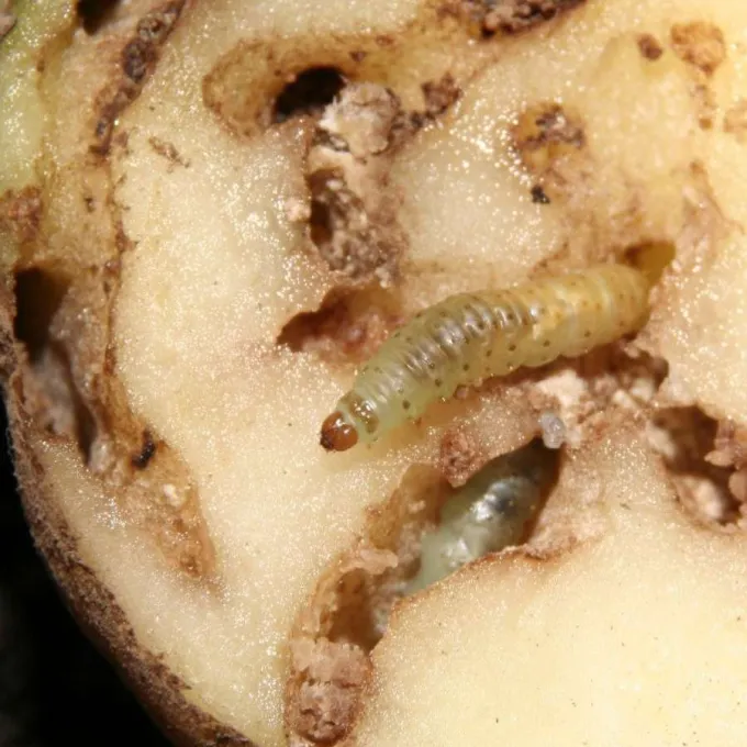 Phthorimaea plaesiosema