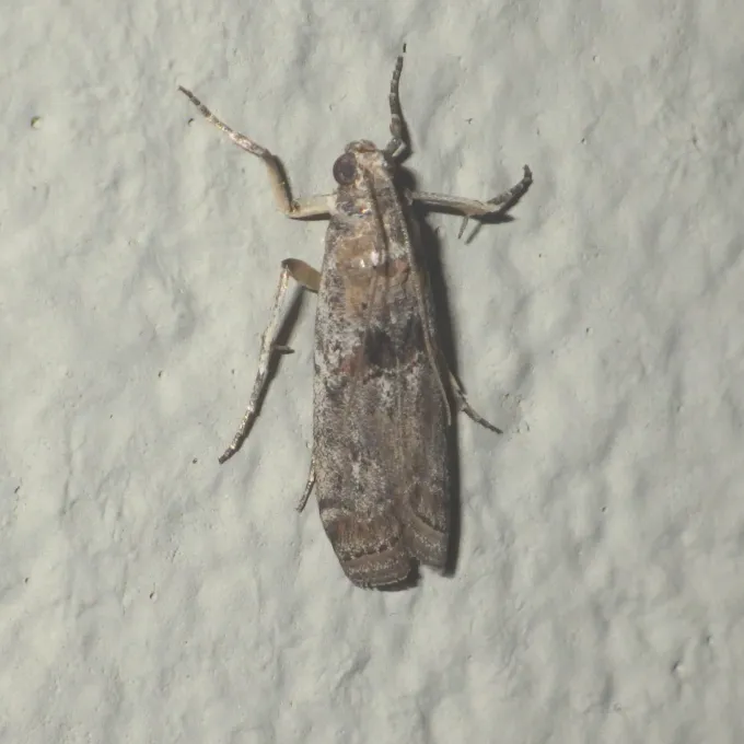 Phycita fuscopilella
