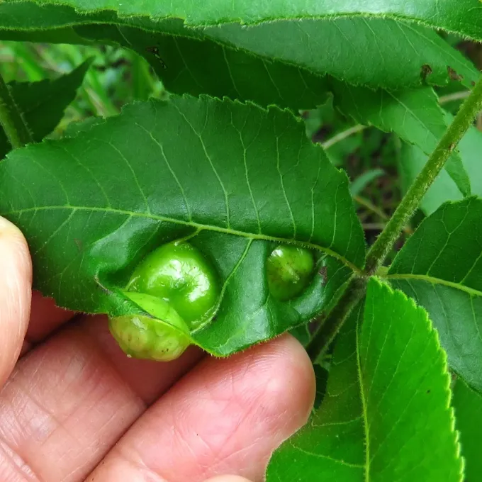 Hickory leaf gall midge