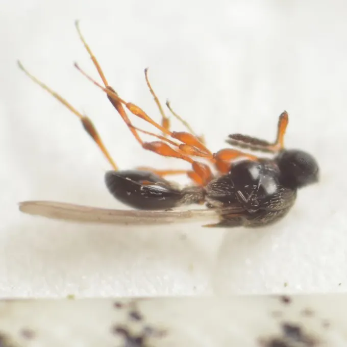 Платигастер иолас