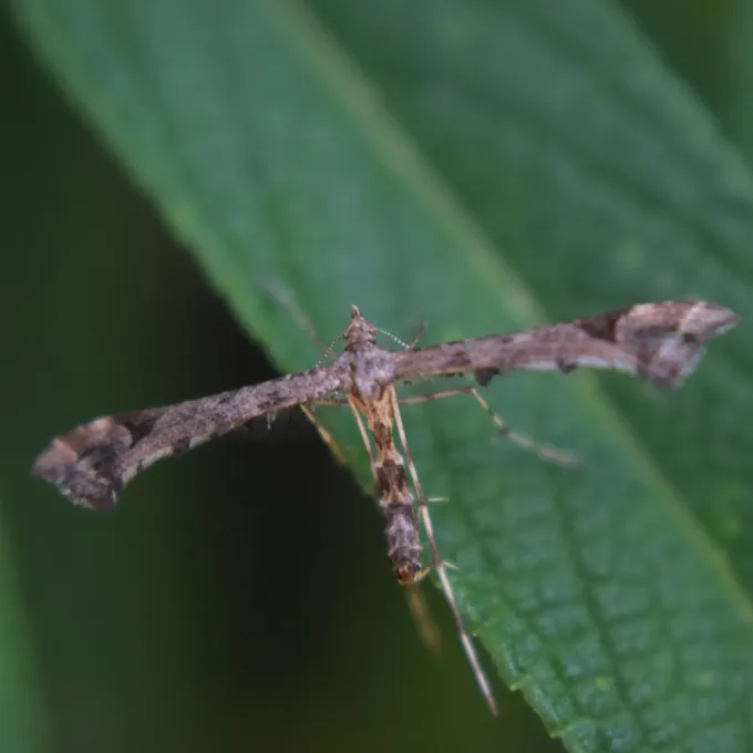 Geranium plume moth