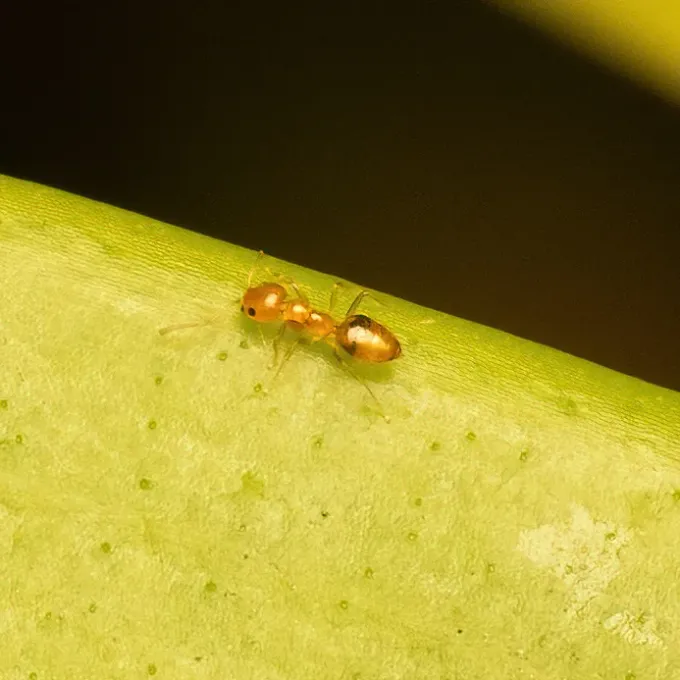 Alluaud ant
