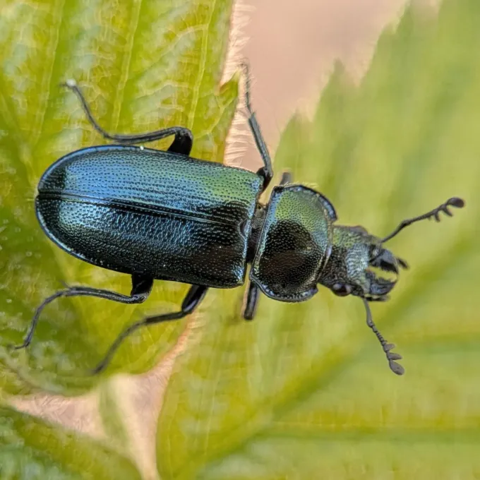 Lesser stag beetle