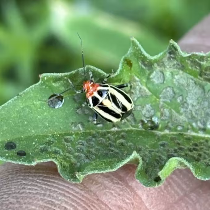 Alfalfa plant bug