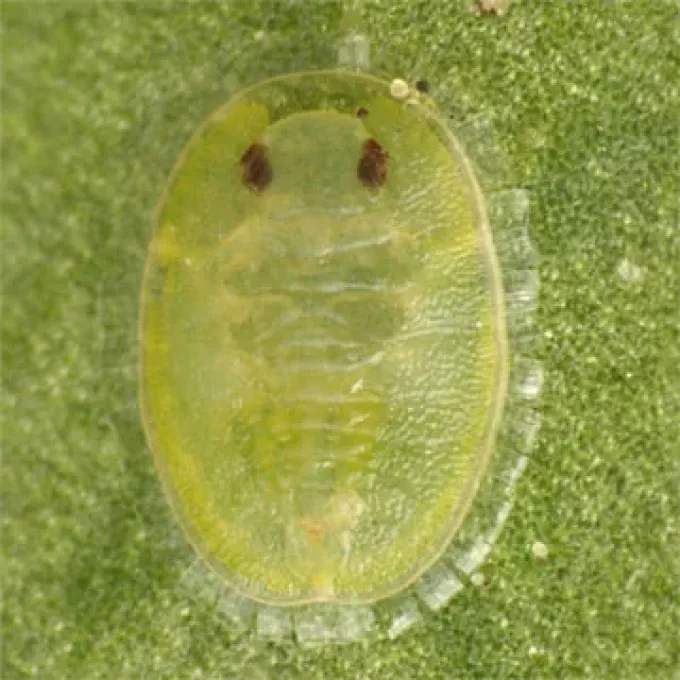 Parabemisia
