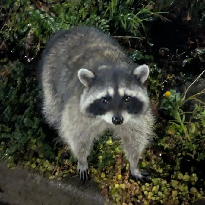 Raccoon