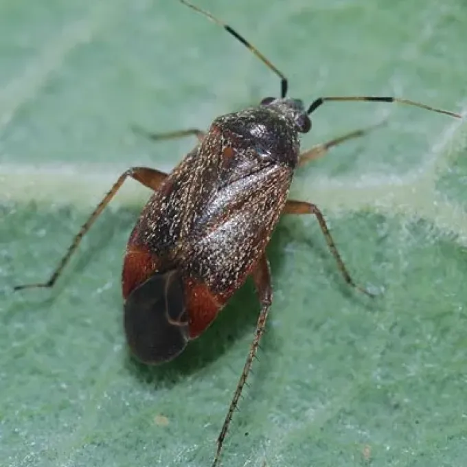 Ambiguous plant bug