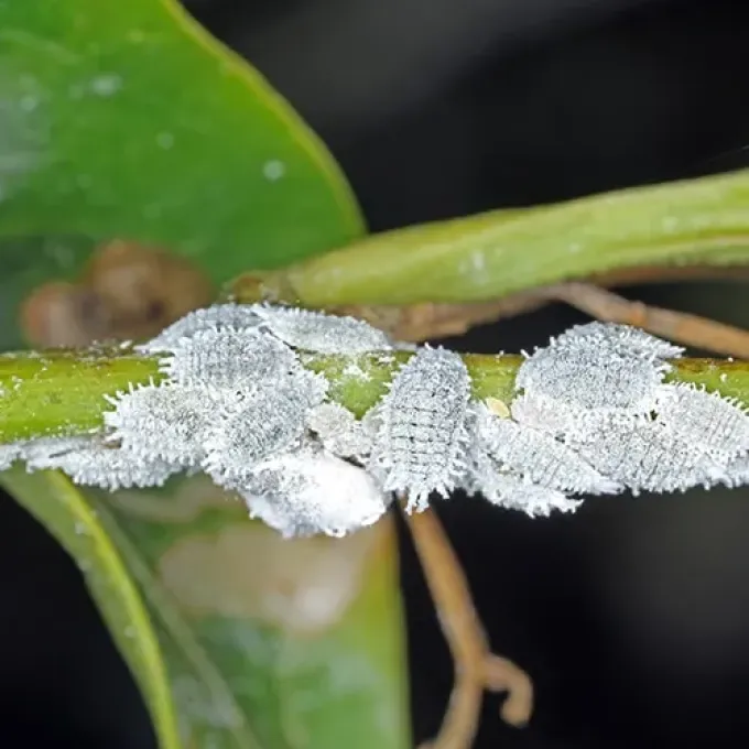 Obscure mealybug