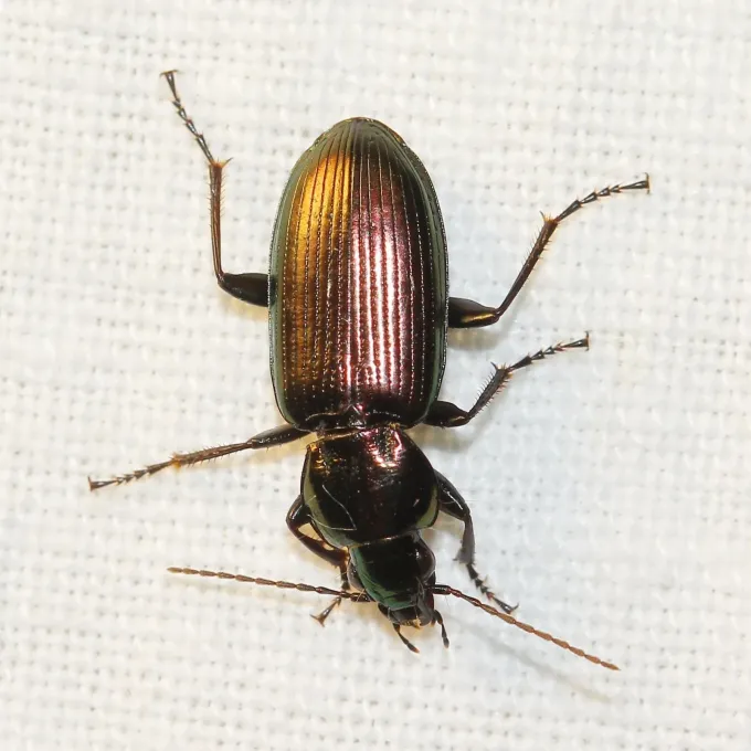 Pterostichus nitens