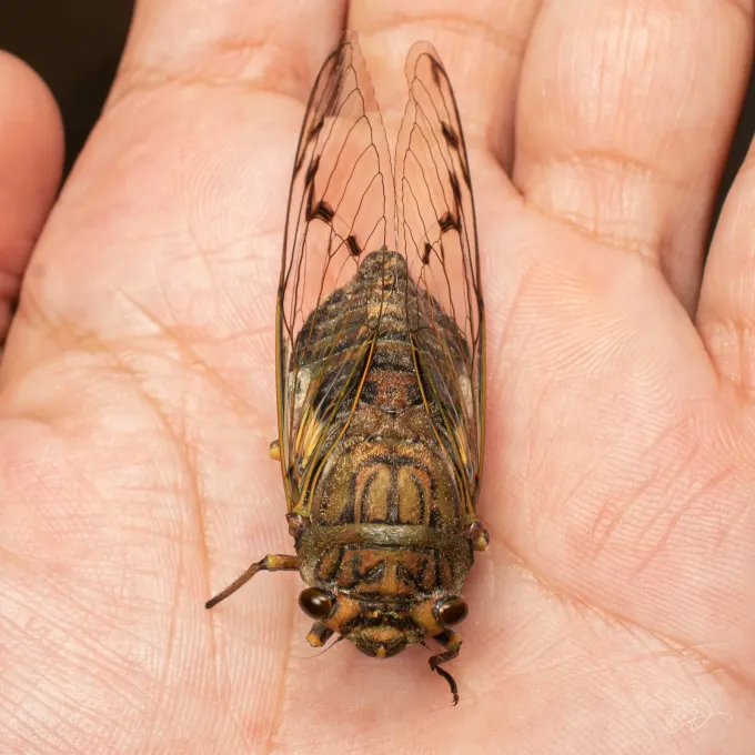 Quesada sodalis