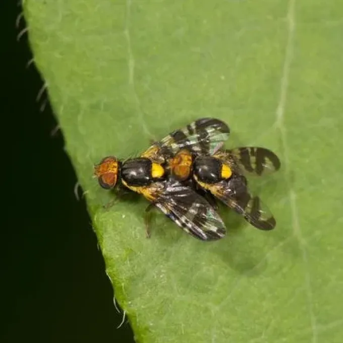 Fruit fly