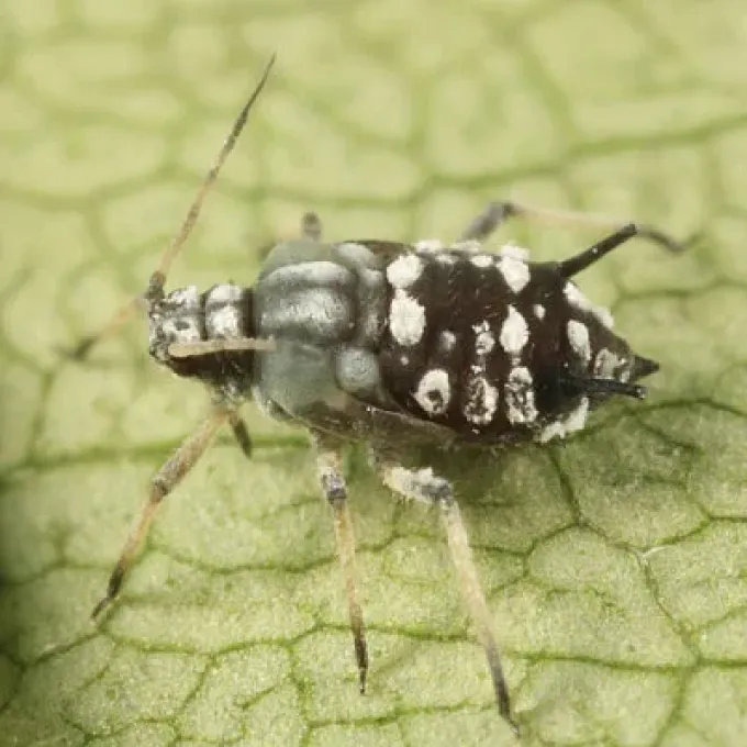 Alpine honeysuckle aphid