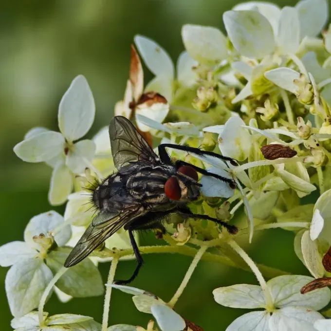 Flesh fly