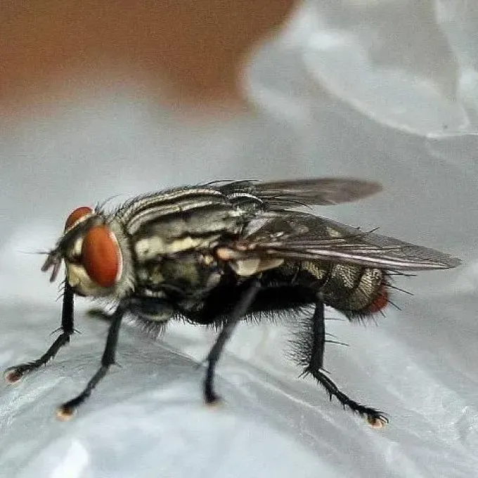 Flesh fly