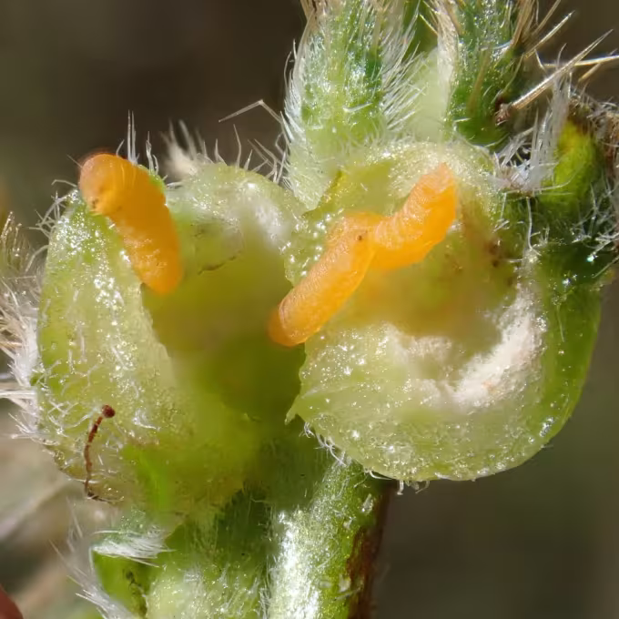 Schizomyia gall midge