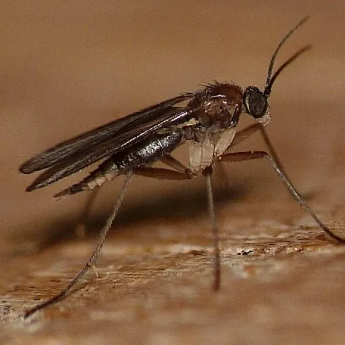 Fungus gnat