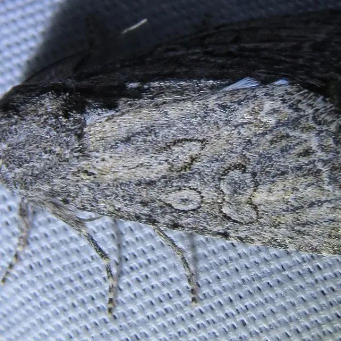 Scotogramma