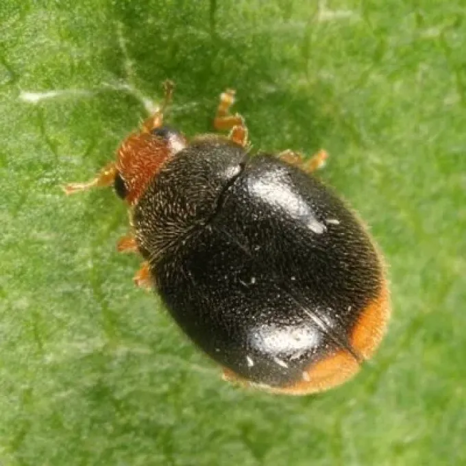 American Scymnus