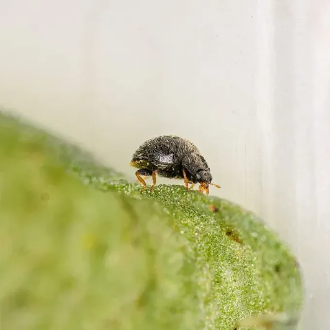 Stethorus