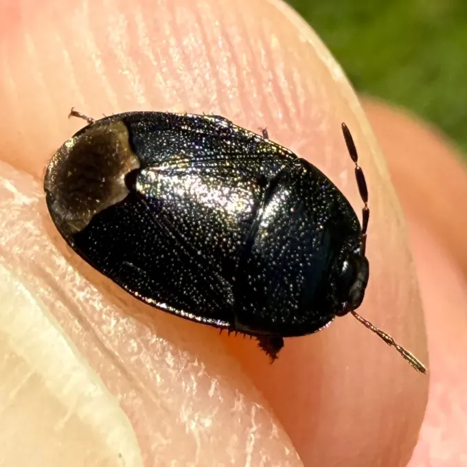 Pied shieldbug