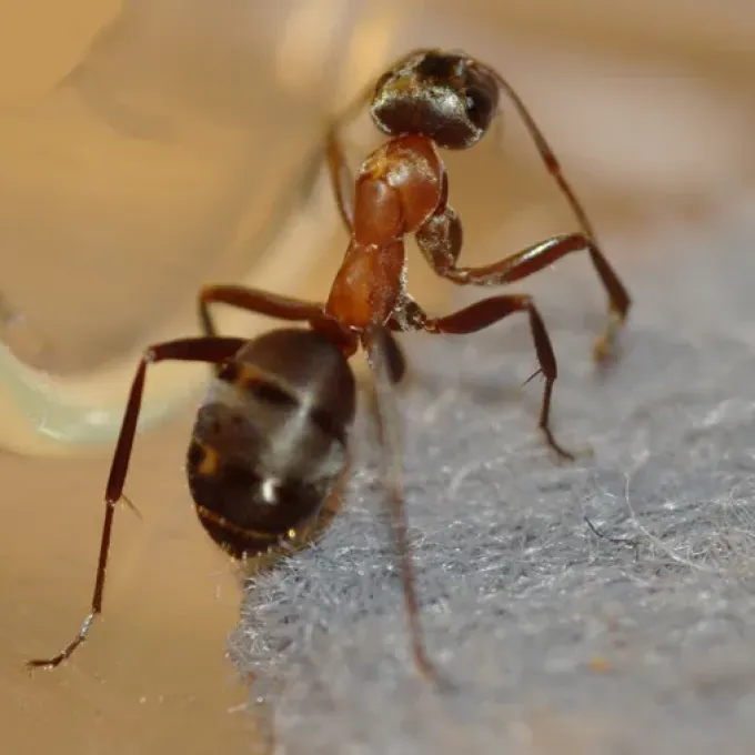 Red-backed ant