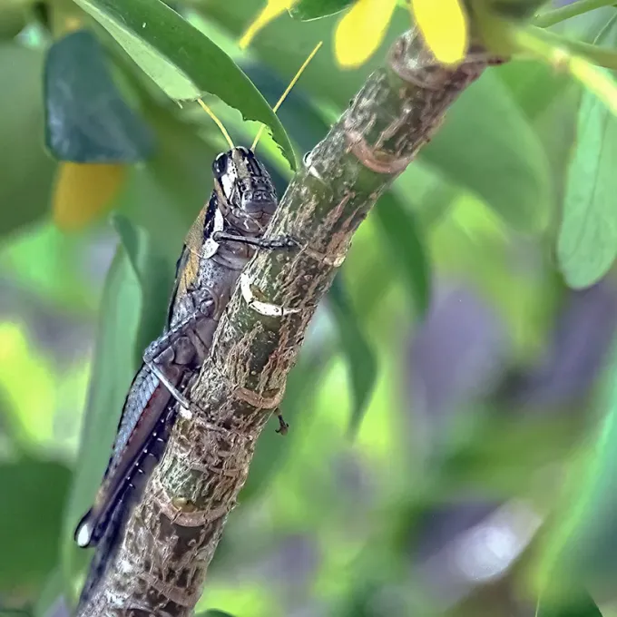 Vagrant grasshopper