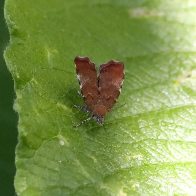 Apple leaf skeletonizer