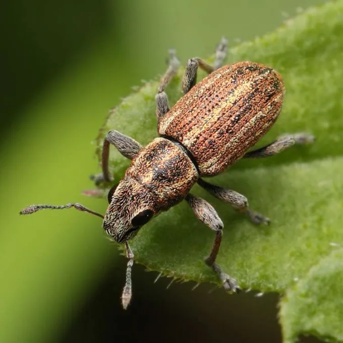 Spotted clover weevil