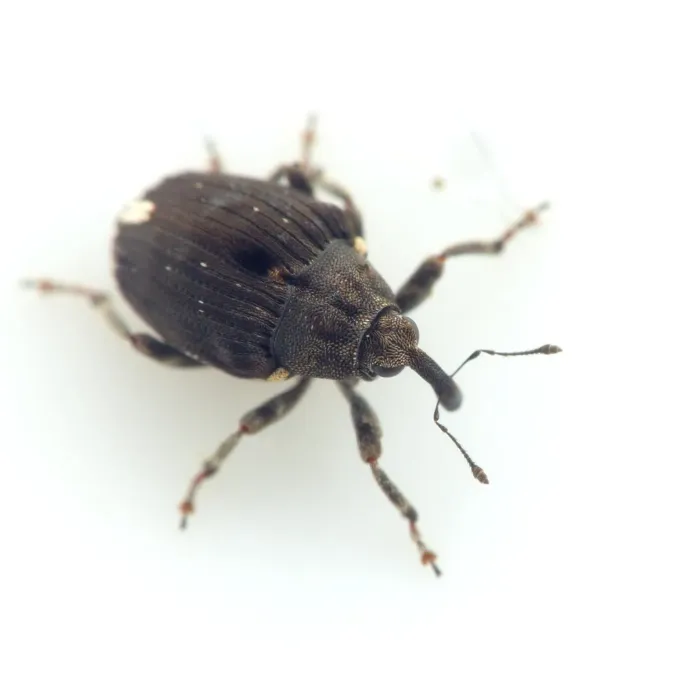 Poppy root weevil
