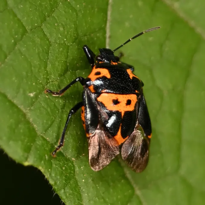 Anchor stink bug
