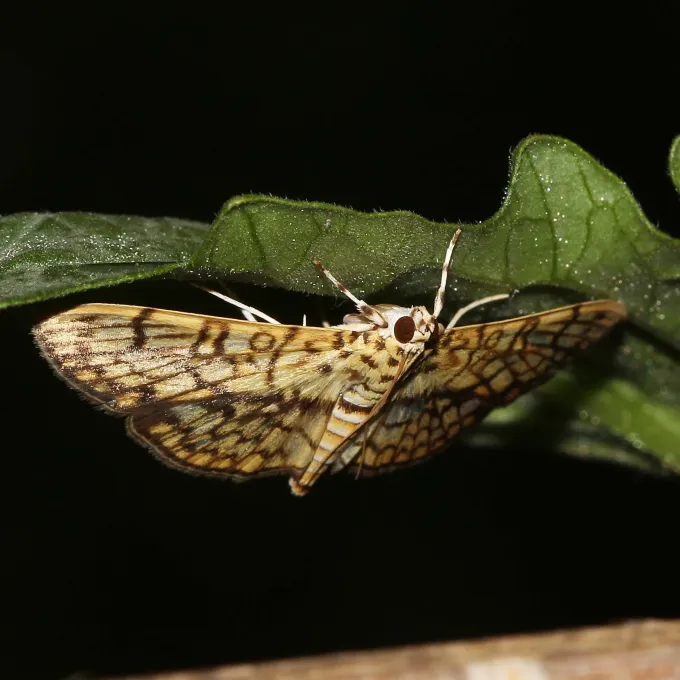 Cotton leaf roller
