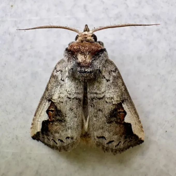 Red-humped oakworm moth
