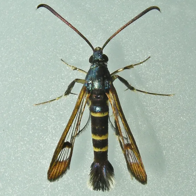 Rhododendron borer