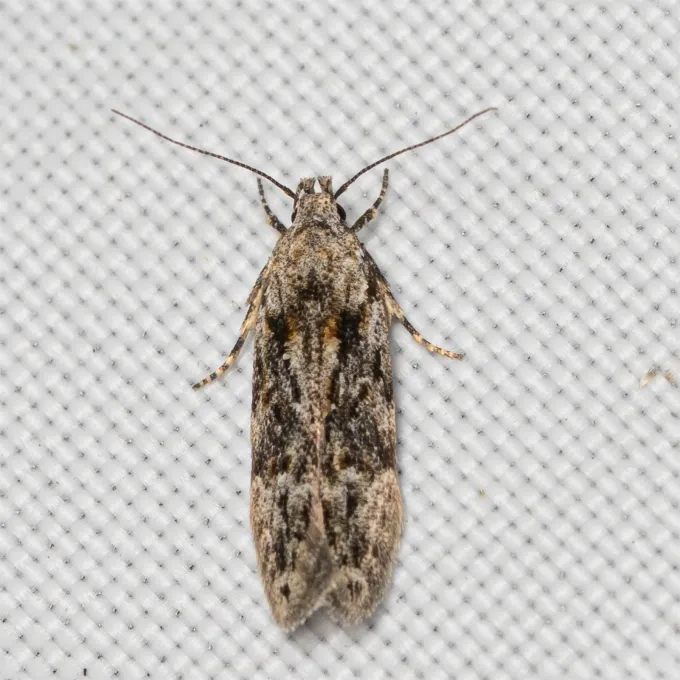Elm moth