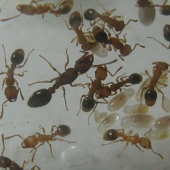 Tetramorium blochmannii ant