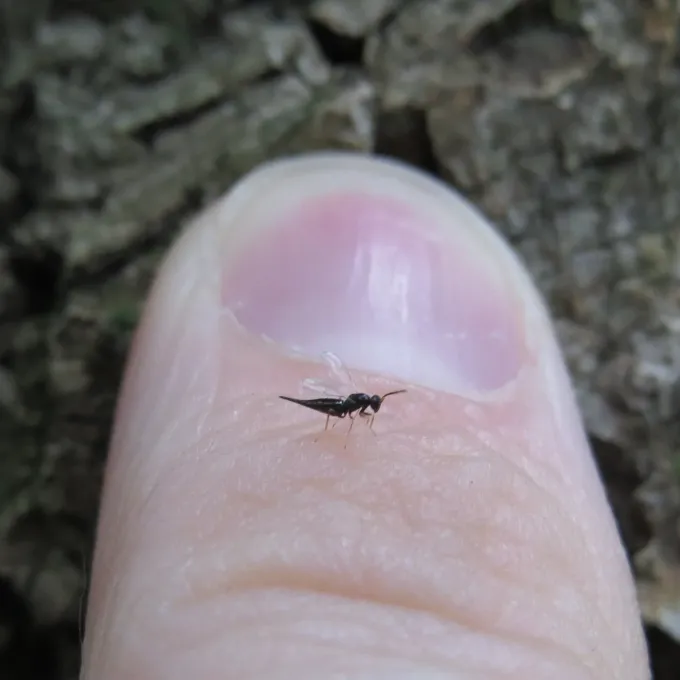 Tetrastichus diplosis