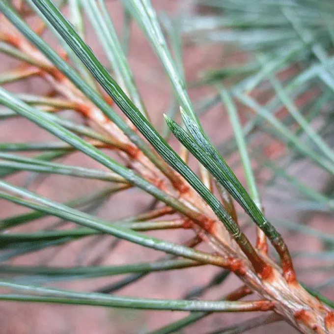 Pine needle gall midge