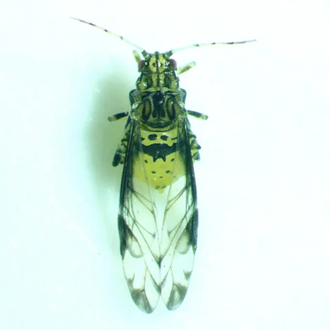 Crepe myrtle aphid