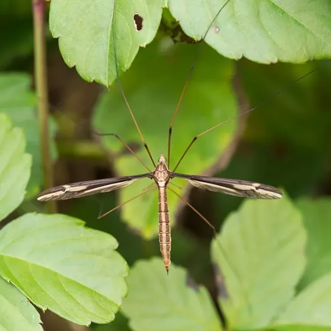 Tipula aino