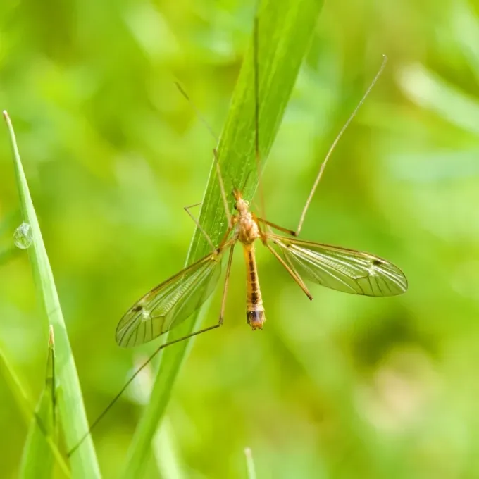Tipula bicornis