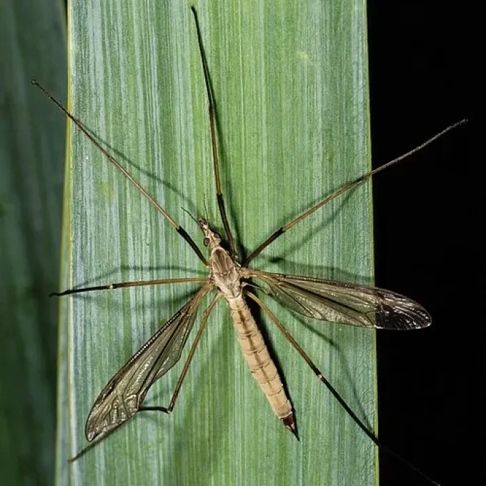 Marsh crane fly